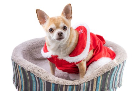 Photo for Close up of a short haired chihuahua in a bed wearing a christmas dress isolated on a white background - Royalty Free Image
