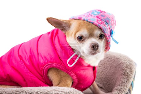 Photo for Close up of a short haired chihuahua in a bed wearing a pink vest and a hat isolated on a white background - Royalty Free Image