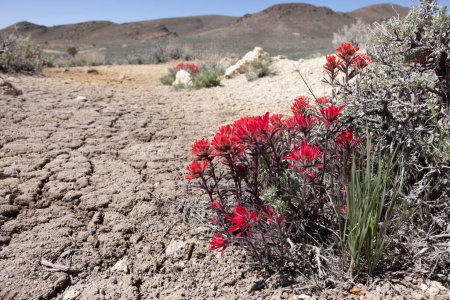 Téléchargez les photos : Castilleja ou pinceau fleurissant le désert aride du Nevada au début du printemps - en image libre de droit