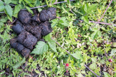 Photo for Large pile of bear scat found on a berry patch in the forest - Royalty Free Image