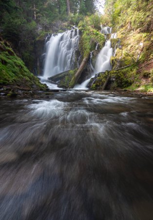 Téléchargez les photos : Belle cascade dans les cascades du sud de l'Oregon encadrée par de la mousse verte et de la végétation, National Creek Falls - en image libre de droit