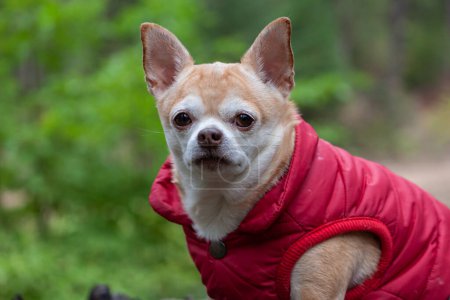 Téléchargez les photos : Portrait d'un chihuahua portant un manteau rouge dans la forêt - en image libre de droit
