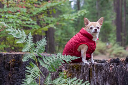 Foto de Retrato de un chihuahua con un abrigo rojo en el bosque - Imagen libre de derechos