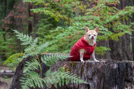 Foto de Retrato de un chihuahua con un abrigo rojo en el bosque - Imagen libre de derechos