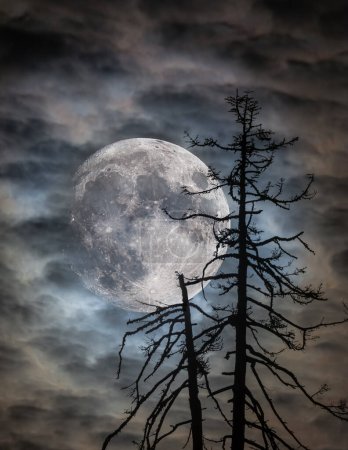 Téléchargez les photos : Gros plan d'une superlune moissonnée avec des nuages et un arbre mort - en image libre de droit