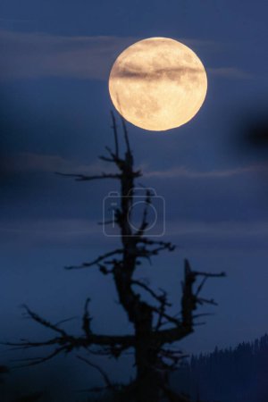 Foto de Primer plano de la superluna de cosecha que se eleva sobre las montañas en cascada en el sur de Oregon. - Imagen libre de derechos