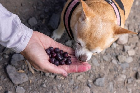 Photo for Close up of a hand holding a heap of fresh huckleberries and a small dog looking interested - Royalty Free Image