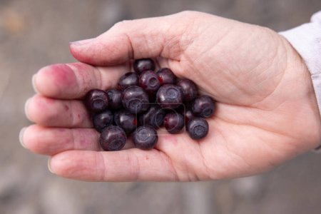 Photo for Close up of a hand with a heap of huckleberries inn outdoor setting - Royalty Free Image