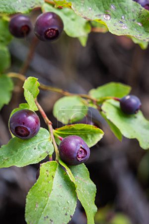 Photo for Close up of fresh huckleberries on the bush in. A natural forest setting - Royalty Free Image