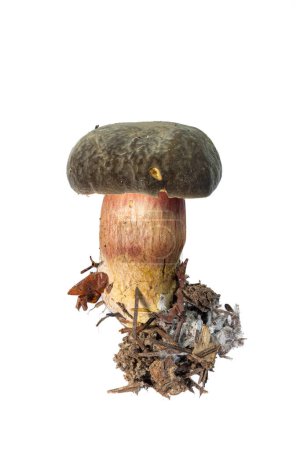 Photo for Young Zeller's Bolete isolated on a white background - Royalty Free Image