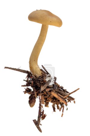 Photo for Close up of a armillaria mushroom isolated on a white background growing on pine needles - Royalty Free Image