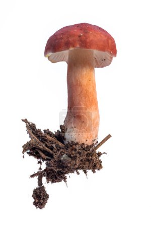 Photo for Close up of a red russula mushroom growing on dirt isolated on a white background - Royalty Free Image