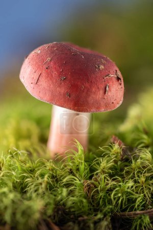 Photo for Close up of a red russula mushroom growing on dirt isolated on green moss - Royalty Free Image