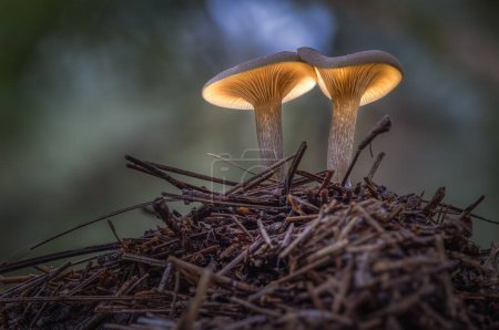 Photo for Close up of a wild mushroom in the forest with the underside ad gills lit up in the dark setting - Royalty Free Image