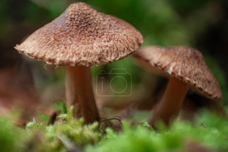 Photo for Close up of a very small brown wild mushroom goring on green moss int he Pacific North West - Royalty Free Image