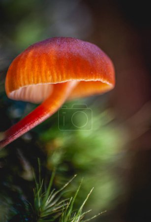 Photo for Macro of a small mycena acicula or orange bonnet mushroom in the forest. - Royalty Free Image