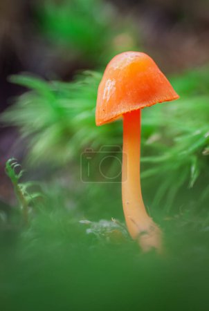 Photo for Macro of a small mycena acicula or orange bonnet mushroom in the forest. - Royalty Free Image