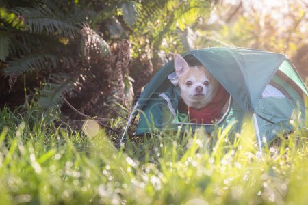 Téléchargez les photos : Chihuahua et une petite tente pour un concept de camping de voyage en forêt - en image libre de droit