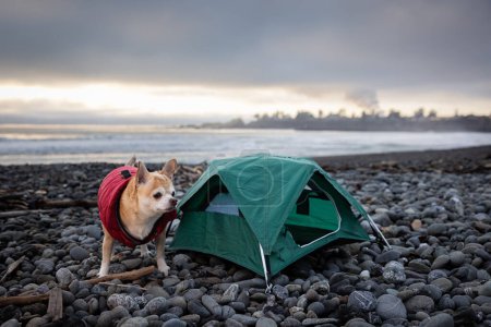 Téléchargez les photos : Chihuahua et une petite tente pour un camping de voyage près de Brookings Oregon. - en image libre de droit
