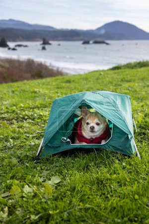 Foto de Chihuahua y una pequeña tienda de campaña para un concepto de camping turístico con pilas de mar en Port Orford, Oregon. - Imagen libre de derechos