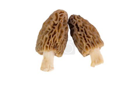 Photo for Freshly picked morel mushrooms cleaned and placed on a white background - Royalty Free Image