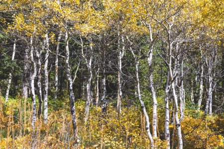 Foto de Hermosos árboles dorados con corteza blanca en otoño en el Parque Nacional Glaciar, Montana, EE.UU.. - Imagen libre de derechos