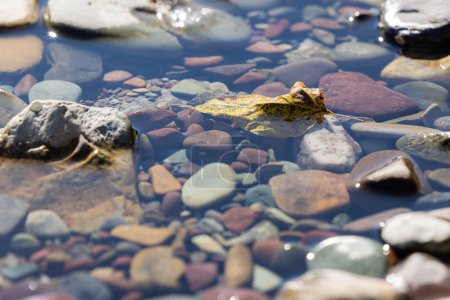 Foto de Hoja seca en el agua con rocas de colores en las aguas cristalinas del Parque Nacional Glaciar, Montana. - Imagen libre de derechos