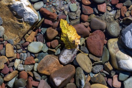 Téléchargez les photos : Feuilles séchées dans l'eau avec des roches colorées dans les eaux claires du parc national des Glaciers, Montana. - en image libre de droit