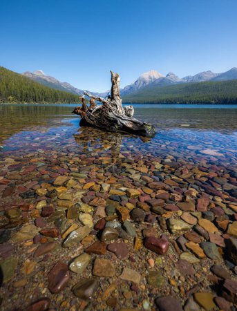 Photo for Old stump on the shore on a day with beautiful blue skies in Bowman Lake, Montana, inside of Glacier National Park with crystalline water and colorful rocks. - Royalty Free Image