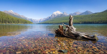 Old stump on the shore on a day with beautiful blue skies in Bowman Lake, Montana, inside of Glacier National Park with crystalline water and colorful rocks.