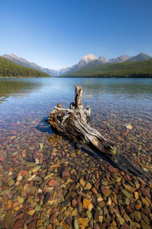 Téléchargez les photos : Vieille souche sur le rivage un jour avec un beau ciel bleu au lac Bowman, Montana, à l'intérieur du parc national des Glaciers avec de l'eau cristalline et des roches colorées. - en image libre de droit