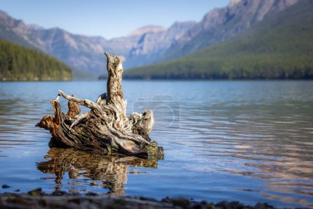 Photo for Old stump on the shore on a day with beautiful blue skies in Bowman Lake, Montana, inside of Glacier National Park with crystalline water and colorful rocks. - Royalty Free Image