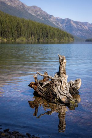 Foto de Viejo muñón en la orilla en un día con hermosos cielos azules en Bowman Lake, Montana, dentro del Parque Nacional Glaciar con agua cristalina y rocas coloridas. - Imagen libre de derechos