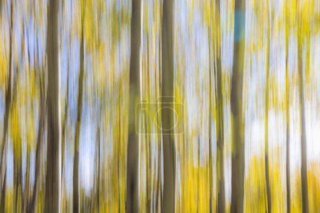 Photo for ICM Intentional camera movement technique used to create an abstract background using autumn colors and birch trees - Royalty Free Image