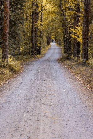 Téléchargez les photos : Feuilles dorées bordant un chemin de terre à travers une forêt dense dans le Montana - en image libre de droit