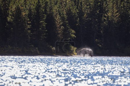 Foto de Vista de un gran alce toro en Red Rock Lake, Montana. - Imagen libre de derechos