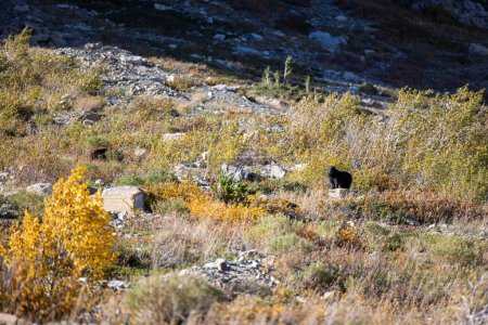 Photo for Young black bear standing on a rock with autumn foliage all around in Glacier National Park, Montana. - Royalty Free Image