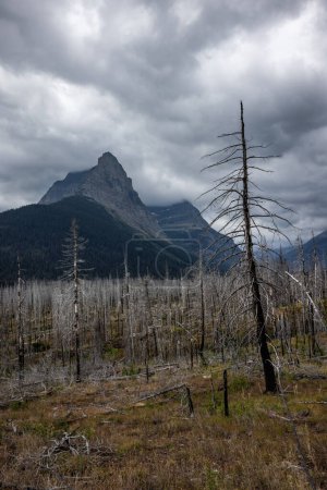 Foto de Árboles muertos de un antiguo incendio forestal con montañas dramáticas con nubes tormentosas en el fondo - Imagen libre de derechos