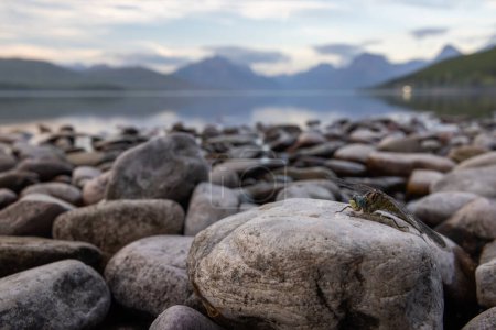 Foto de Primer plano de una gran libélula en una roca con las montañas y el lago del Parque Nacional Glaciar en el fondo. - Imagen libre de derechos