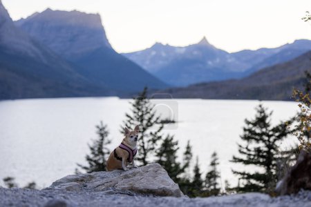 Foto de Pequeño perro sentado en una roca disfrutando de una hermosa puesta de sol en el Parque Nacional Glaciar, Montana. - Imagen libre de derechos