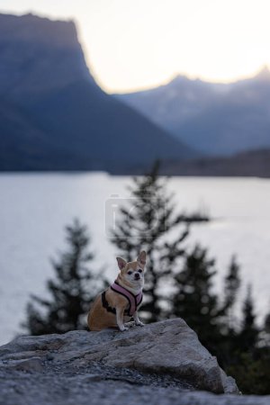 Small dog sitting on a rock enjoying a beautiful sunset in Glacier National Park, Montana.