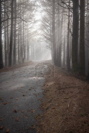 Téléchargez les photos : Un sentier forestier avec une route qui le traverse. La route est couverte de feuilles et les arbres sont nus - en image libre de droit