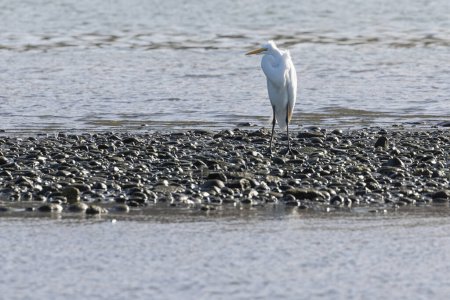 Great white egret standing on a rocky beach looking for some prey