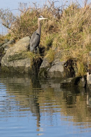 Photo for Great blue heron on a sunny day waiting for a fish on a grassy point near the ocean. - Royalty Free Image