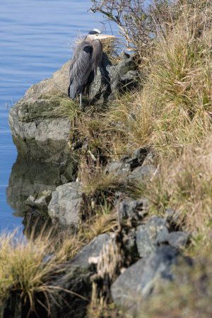 great blue heron on a sunny day waiting for a fish on a grassy point near the ocean.