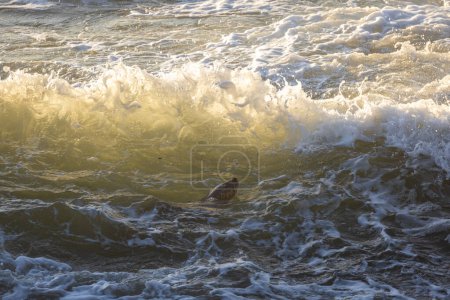Foto de Una foca está nadando en el océano. El agua está agitada y el sol brilla sobre las olas - Imagen libre de derechos