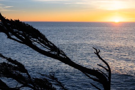 Foto de Un árbol se silueta contra el océano al atardecer. El cielo es una mezcla de tonos anaranjados y azules - Imagen libre de derechos