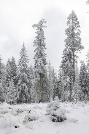 Téléchargez les photos : Une forêt enneigée avec trois grands pins. Les arbres sont couverts de neige et le ciel est nuageux. La scène est paisible et sereine, car les arbres enneigés créent une atmosphère calme et paisible - en image libre de droit