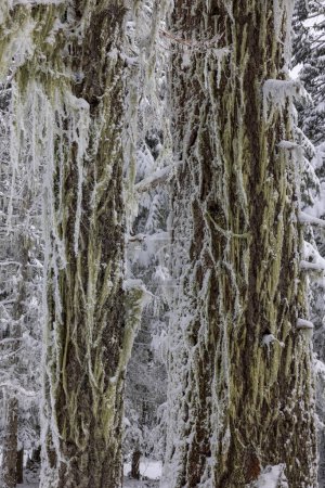 Téléchargez les photos : L'arbre est couvert de neige et de mousse. L'arbre est grand et a beaucoup de branches - en image libre de droit