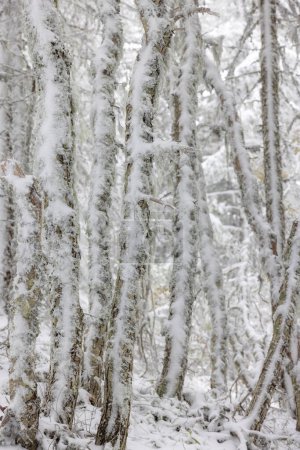 Téléchargez les photos : Une forêt enneigée avec des branches couvertes de neige. Les branches sont tordues et nouées, donnant à l'image un sens du mystère et de l'intrigue. Les arbres enneigés créent une atmosphère sereine et paisible - en image libre de droit